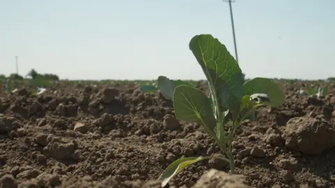 A green plant is standing on its own in a field of soil with other small plants in the background on a sunny day