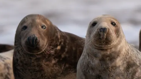 Two grey seals on Horsey beach in Norfolk. Both are grey and looking ahead. The sea can be seen in the background