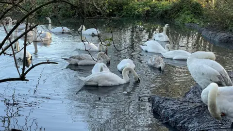 Around a dozen white birds are swimming in a pond, some have their heads under the water and others are walking on the muddy banks. 