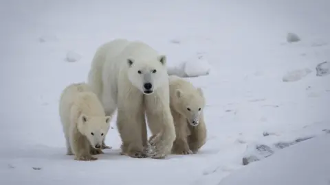 Dave Sandford / Discover Churchill A mother polar bear walking with one cub on each side