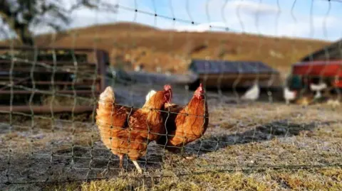 Two chickens on a croft. They're behind a wire fence. There are blurred buildings and pieces of machinery in the background. There's a hill in the distance and the sky is blue with a few clouds.