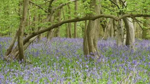 Frieda Rummenhohl Bluebells in Astonbury Woods, near Stevenage, Hertfordshire