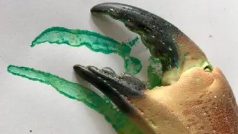 Penzance Council The image shows a close-up of a crab claw with paint on it. Beneath it is a green print from the claw on some white paper.