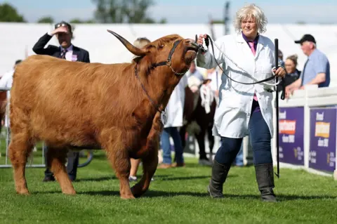 Getty Images A Highland cow being led by the nose through the show ring by a person in a white coat with blonde hair.