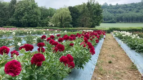 Border Peonies Field of peonies