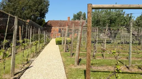 A vineyard on a sunny day