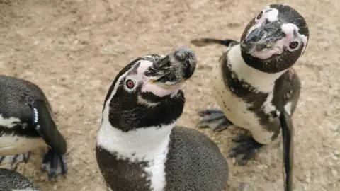 Two penguins standing on the ground and looking up into the camera lense. They are black and white in colour. They have brown bead-shaped eyes.
