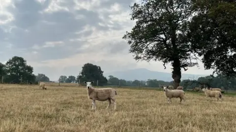 Ellen Knight/BBC A flock of about 10 sheep photographed in a yellow-green grassy field. One sheep, that is closest to the camera, is looking towards the photographer with its ears pricked. Trees line the edges of the field, and hills rise up on the horizon. The sky is cloudy and overcast. 