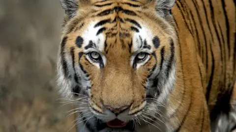 Indian tiger