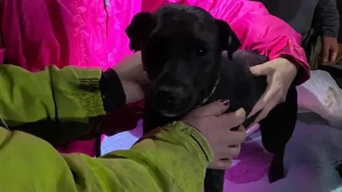 Essex County Fire & Rescue Service Cora, a Patterdale Terrier rescued from a well in Essex