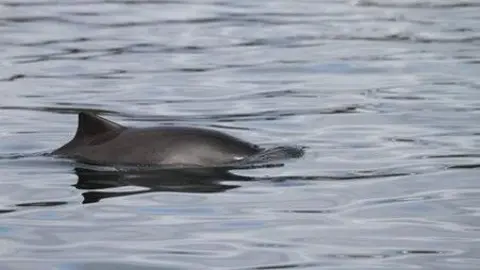 Nicola Hodgins/WDC A picture of a porpoise in the water. 