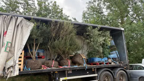 Penny Plane Large trees on the back of a lorry.