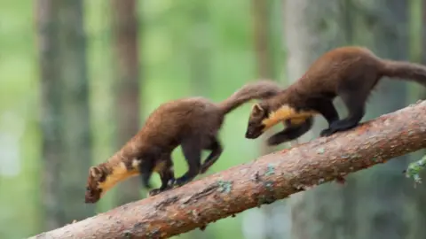 Two pine martens walk down a branch. The animals are in single file and have brown fur.
