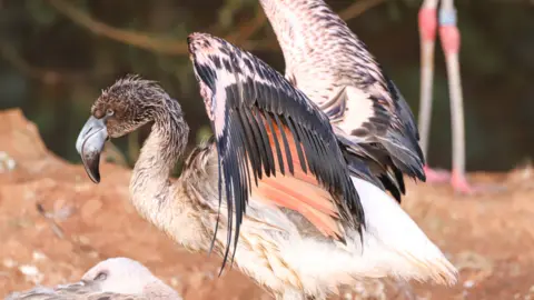 Wild Planet Trust Juvenile flamingo chick at Paignton Zoo that escaped on Sunday. The bird is testing its wings