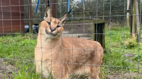 A sand coloured caracal looks through a wire fence in its enclosure. The animal is standing on a grassed area. A wooden hut, poles and shrubs are visible in the background.