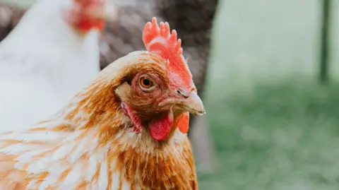 Getty Images Close-up of a chicken with reddish-brown and white feathers, facing slightly left. Behind it, two other chickens - one white and one darker - are visible but blurred. The setting is an outdoor grassy area.