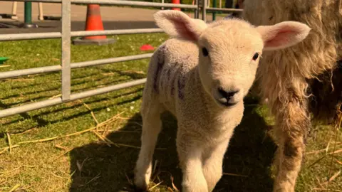 George Carden/BBC A lamb looks face on at the camera. Its ears stick out to the side and the back leg of a larger sheep can be seen next to it. The sheep are on grass inside a pen.
