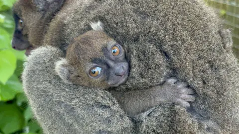 PA Media The babe  lemur clinging to parent  Bijou astatine  Cotswold Wildlife Park