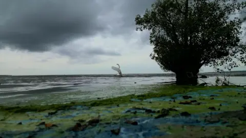bbc Blue-green algae on Lough Neagh shoreline