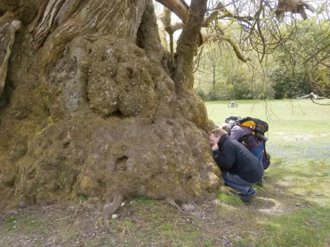 Woodland Trust Sweet Chestnut England