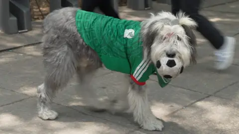 An Old English Sheepdog wearing a Mexico shirt holds a football in his mouth