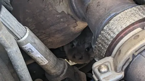 RSPCA The female otter pup stuck in the engine compartment of a Tesco delivery van