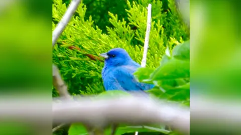 The bright blue Indigo Bunting spotted in a residential garden