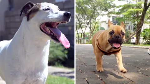 A split screen image showing a white dog panting on the left and a small, light brown dog walking and panting on the right