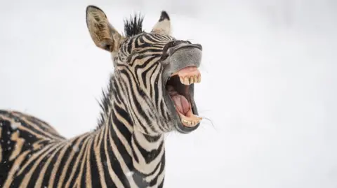 West Midlands Safari Park A zebra in the snow with its mouth wide open. Five top teeth and bottom teeth are visible.