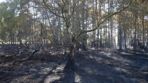 North Norfolk District Council Charred trees and scorched earth can be seen in part of a wood following a fire. A few firefighters can be seen in the distance.