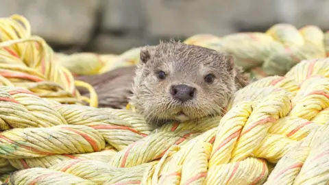 National Geographic Molly the otter sitting on a pile of nautical yellow rope