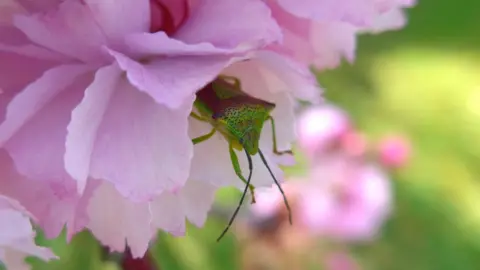 Roly Lewis Shield bug poking its head out of a flower