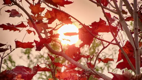 Nick Cook Red sun over Farmoor