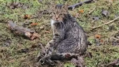 SSPCA A cat sitting on wet grass with an illegal trap clamped on to one of its legs. The animal, which has matted fur, is staring at the camera. Leaves and broken pieces of wood are also visible on the sodden ground.