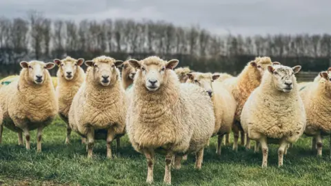 Getty Images A flock of white fluffy sheep standing in a green field.