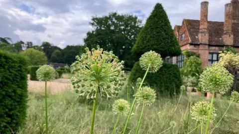 Dragonfly/BBC Plants in a field with a house in the back ground 