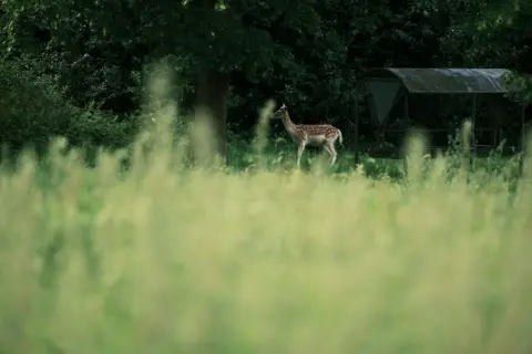 The Royal Parks Greenwich deer seen from a distance through green foliage