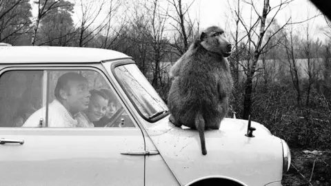 West Midland Safari Park Monkey on car