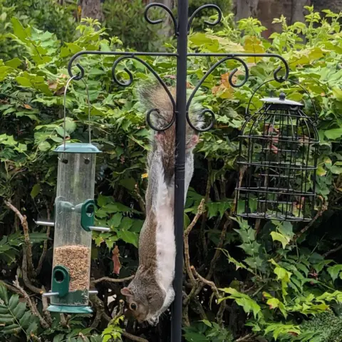 Stuart Powles A grey squirrel hangs upside down from a garden bird-feeding station, surrounded by leafy greenery and hedges.