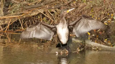 Phil H A brown bird stands on a rock by the river, spreading its wings.