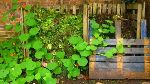 A home garden compost heap with plants growing around it
