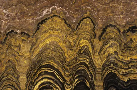 Science Photo Library Fossilised stromatolite