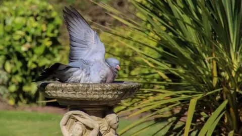 Paul Wilde Bird bath in Redditch, Worcestershire - Sun 18th June