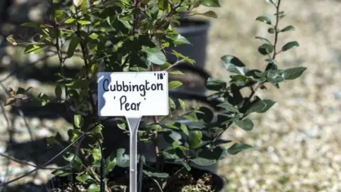 HS2 Cubbington pear sapling