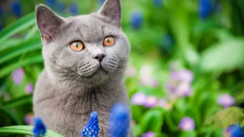 Getty Images Stock image of a cat outside in flower bed