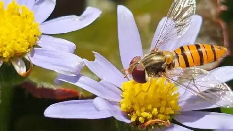 A yellow and black flying insect on a pale purple flower with a yellow centre