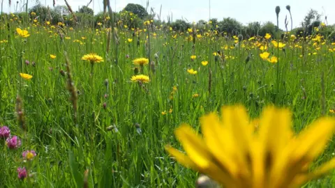 Janet Cobb  Meadow