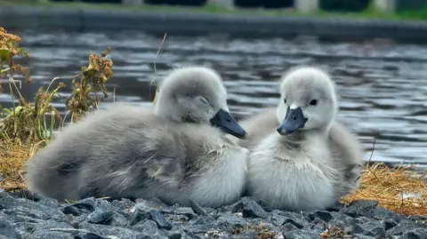 BBC Weather Watchers/Freedom_Photography Two grey ducklings sit on some stones, next to water. One has its eyes closed.