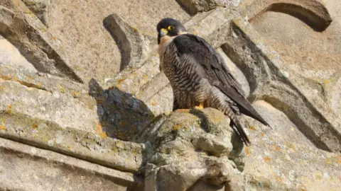 Peter French A peregrine falcon perched on top of a gargoyle on the side of a stone church building.