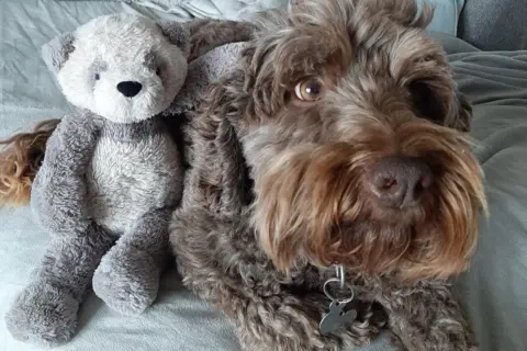 Ellie Harley-Jones A grey and white teddy bear leaning against a brown cockapoo which is lying on a pale blue blanket